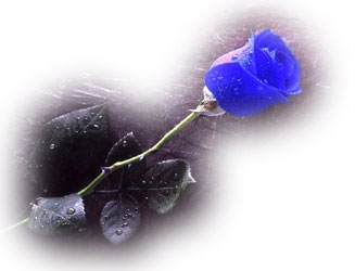 mavi gül