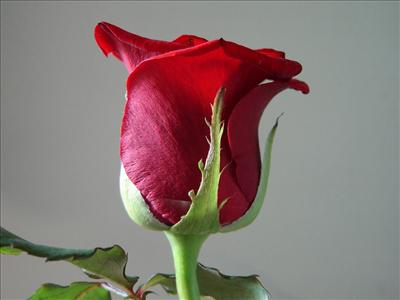 kırmızı gül