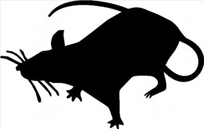 Black Rat