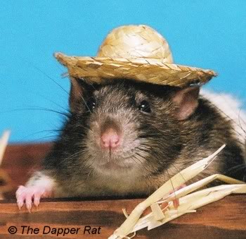Rat in a Hat