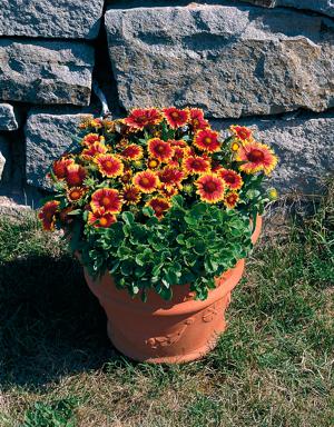 gaiLLardia