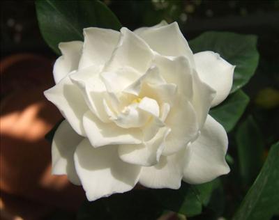 beyaz gardenya