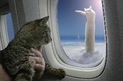 Godcat