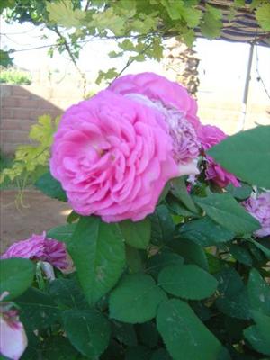 halmonki rose