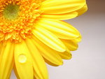 Yellow flower
