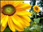 Yellow flower0