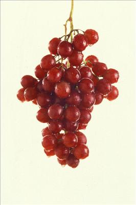 Grapes