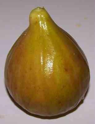 Fig