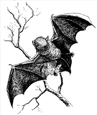 BATS!