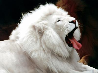 lion