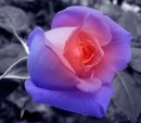 rose 15