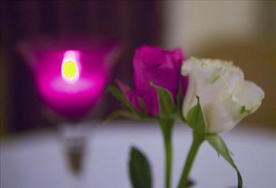 purple 26 