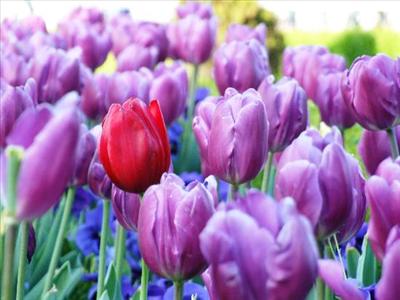 purple tulips 9 