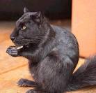 cat squirrel