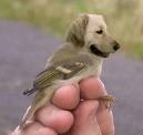 dog budgie