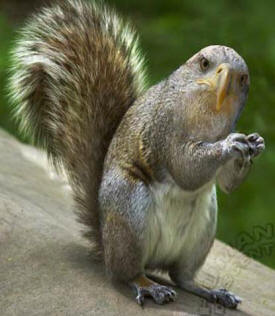 eagle squirrel