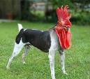 dog rooster