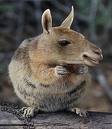 cammel squirrel
