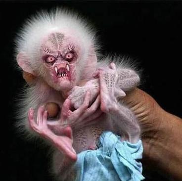 fugly monkey