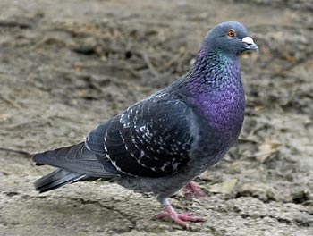 Pigeon_+feral