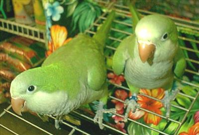 parrot 