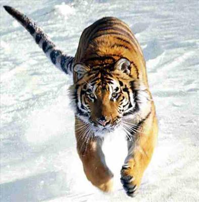 BD Tiger!!