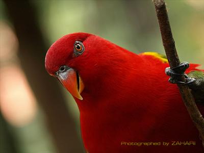 Red Parrot!!