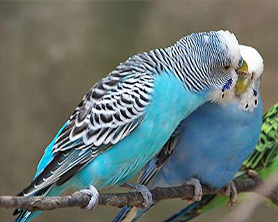 Love Birds (Real)