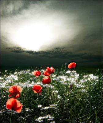 Flowers and Light