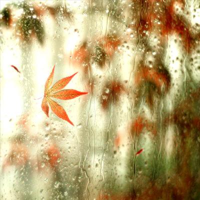 Red Leaves