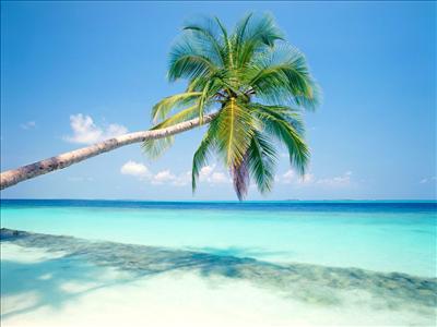 Palm and Sea
