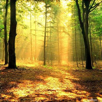 Wood Light