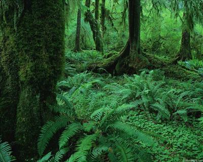 Fern in the Wood