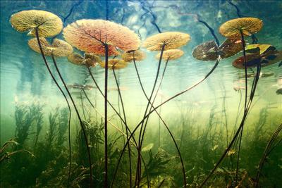 Underwater Nature