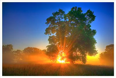 Tree and Sunset