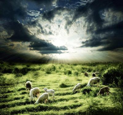 Sheeps on the Hill