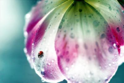 Ladybird on Petals