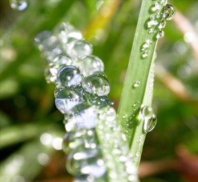 Mornig Dew
