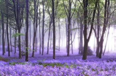 Lavender and Trees