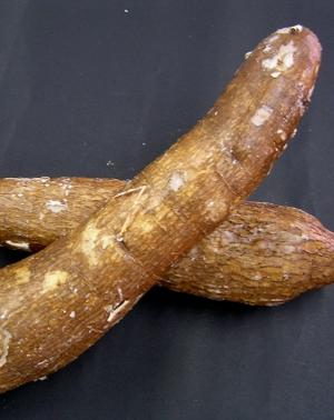 Mandioca