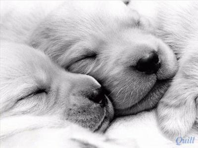 cani