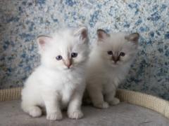 2 gattini