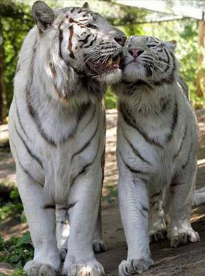 2 tigri
