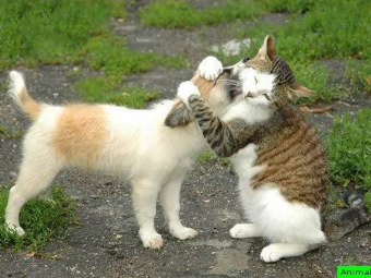 cane + gatto 3