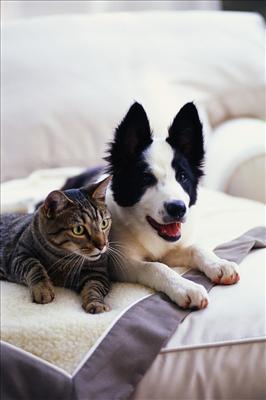 cane + gatto