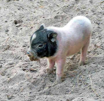 Pig