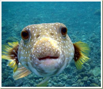 fish