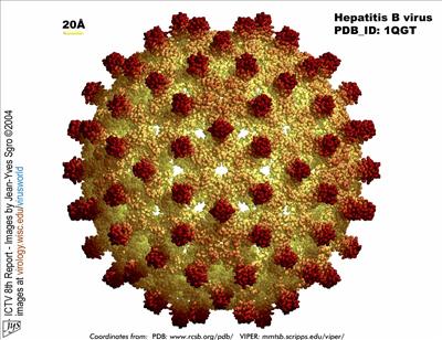 Hepatitis B