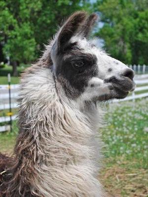 llamas