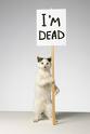 dead cat